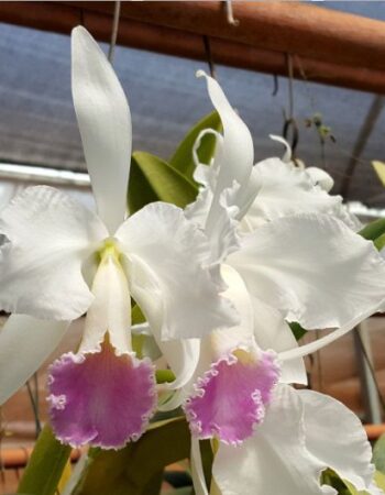 cattleya_labiata_carnea_328_1_20180707200829.jpg