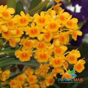 DENDROBIUM CHRYSOTOXUM MUDA 5 A 10 CM