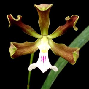 ENCICLIA CORDIGERA LABELO BRANCO -  PRÉ ADULTA