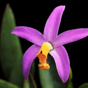 LAELIA LONGIPS - MUDA DE 5 A 10CM