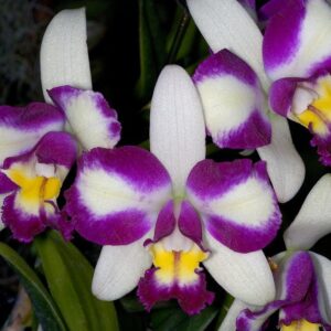 BLC. HAW YUAN BEAUTY HONG ADULTA