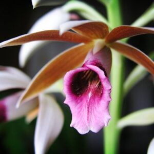 PHAIUS TANKERVILLEAE MUDA