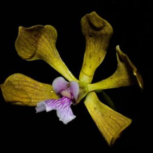 ENCYCLIA FOWLEI X SIBLING
