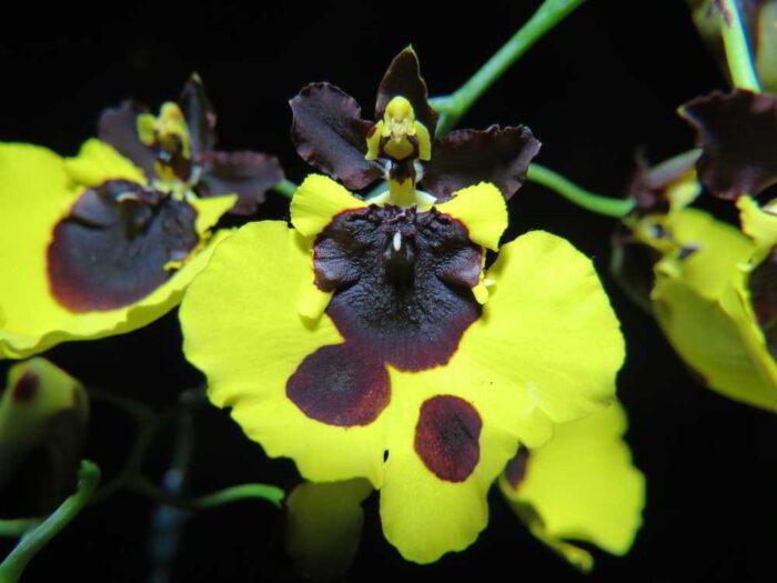 1346 Oncidium varicosum var. Baldin 10 1