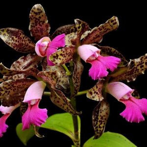 CATLEYA LEOPOLDI LILAZINA MUDA 5 A 10 CM