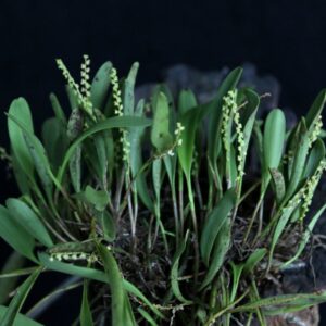 STELLIS A PRÉCA - MINI ORQUÍDEA MUDA