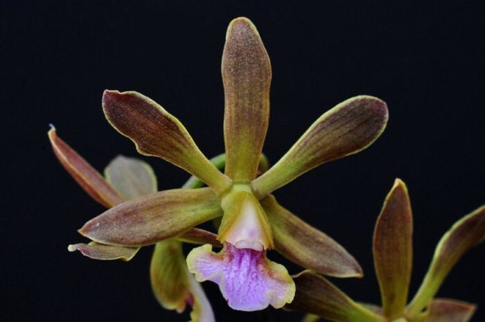 190 Encyclia santanae 1