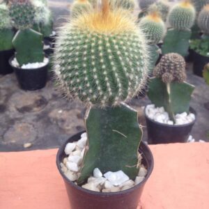 CACTO CADEIRA DE SOGRA #1