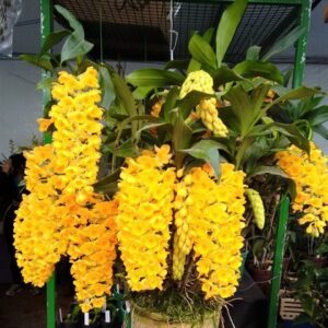 DENDROBIUM DENSIFLORUM MUDA 5 A 10 CM