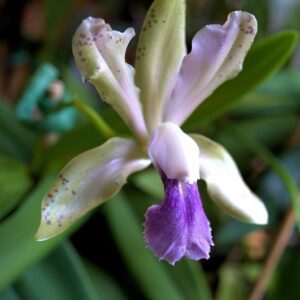 C. BATALLINI COERULEA ADULTA