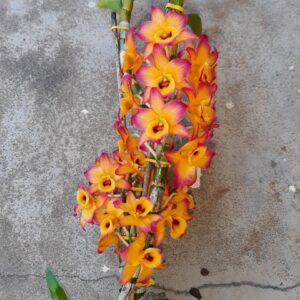 DENDROBIUM HÍBRIDO D23  PRÉ ADULTO