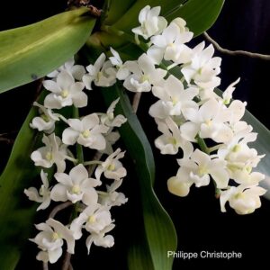 RHYNCHOSTYLIS ALBA MUDA 5 A 10 CM