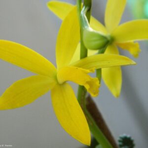 LAELIA FLAVA -  PRÉ ADULTA