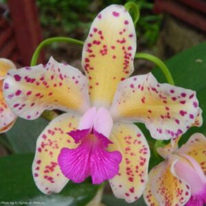 CATTLEYA AMETHYSTOGLOSSA AUREA X COERULEA - MUDA DE 5 A 10CM