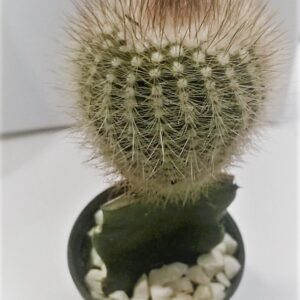 CACTO CADEIRA DE SOGRA #2