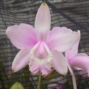 INTERMEDIA AQUINII CONCOLOR ADULTA