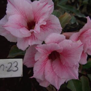 ROSA DO DESERTO LM23