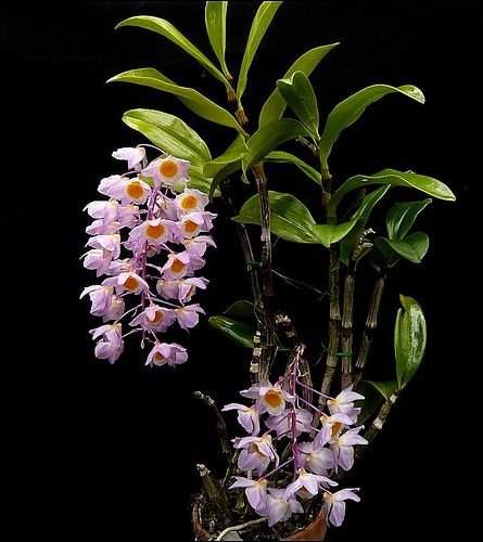 377462d0165c1cfdf4d1efa8f0423ede-1.jpg 377462d0165c1cfdf4d1efa8f0423ede 1