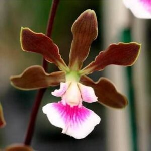 ENCYCLIA RANDII X SIB MUDA