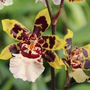 ONCYDIUM COLMANARA ADULTA
