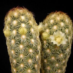 CACTO MAMMILARIA ELONGATA