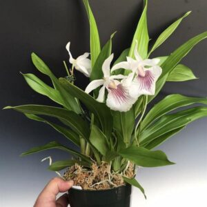 COCHLEANTHES AMAZONICA MUDA