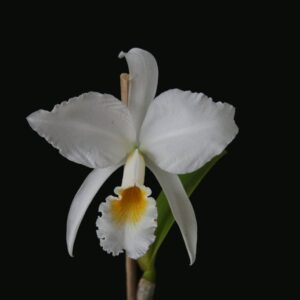CATTLEYA JEMANNI ALBA PINCELADA - ADULTA