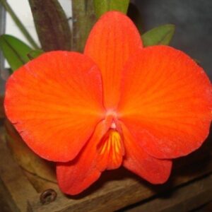 SOFRONITIS ARIZONA MUDA 5 A 10 CM