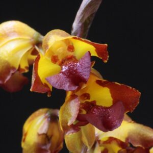 BAPTISTONIA SILVANA MUDA