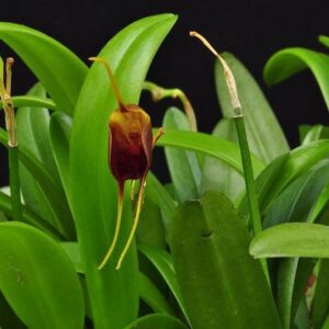 MASDEVALLIA INFRACTA  ADULTA