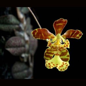 ONCIDIUM LIMINGER TOCO ADULTO