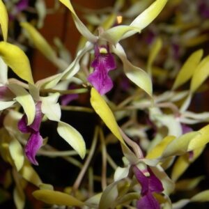 DENDROBIUM PIXIE  PRÉNCESS ADULTO