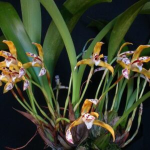 MAXILLARIA PICTA X SIBLING