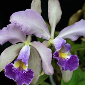 C. WHITEI COERULEA ADULTA