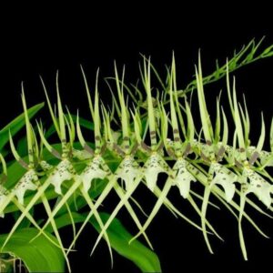 BRASSIA REX MUDA 5 A 10CM