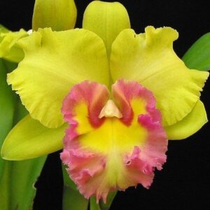 BLC. YOUNG KONG X GOLDEN SQUARE  PRÉ ADULTA