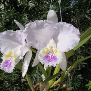 LUEDEMANIANA COERULEA - CORTE ADULTO