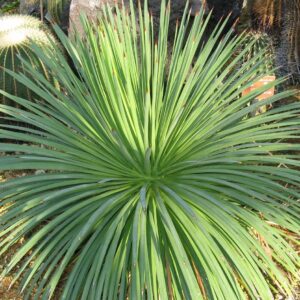 AGAVE STRICTA