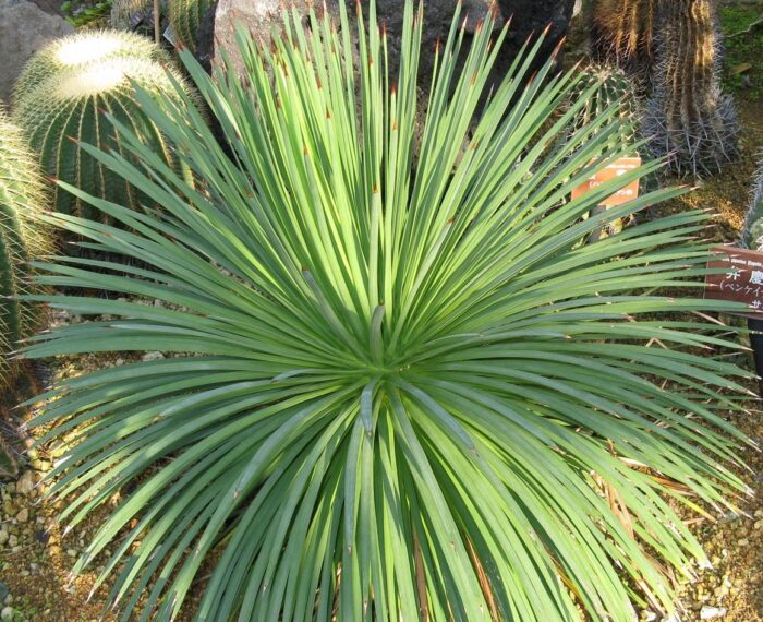 Agave stricta 3 1