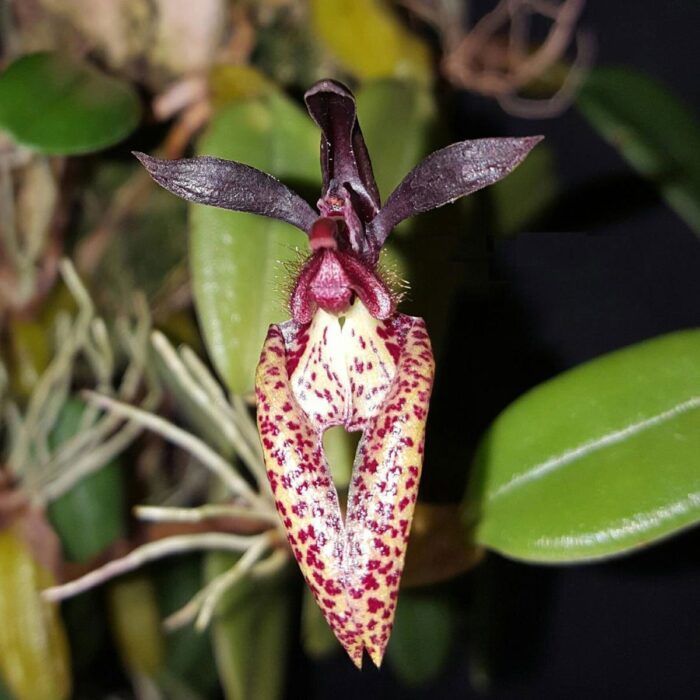 Bulbophyllum lasiochilum 2