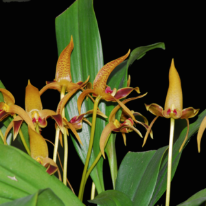 BULBOPHYLLUM LOBBII ADULTA