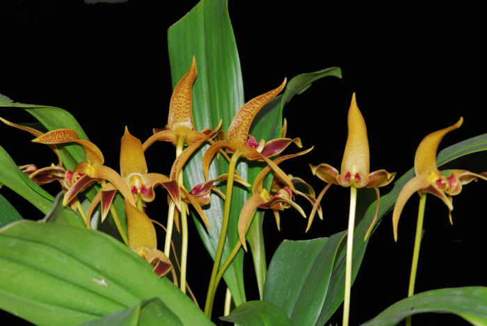 Bulbophyllum 0020 lobbii 1