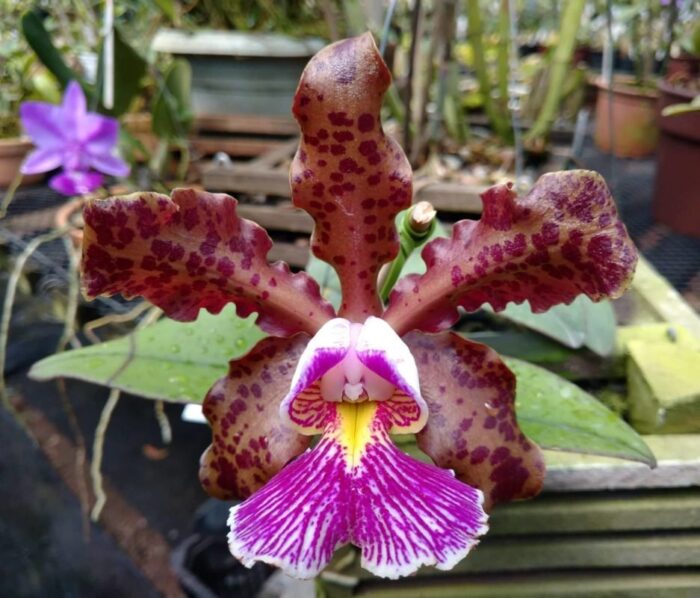 C. schilleriana tipo do Nino 2 1.jpg b 2 1