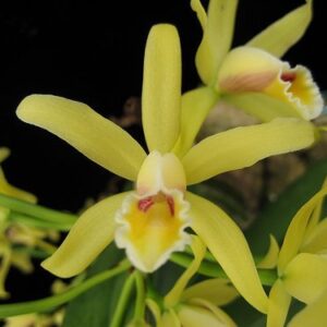 CATTLEYA LUTEOLA  PRÉ ADULTA