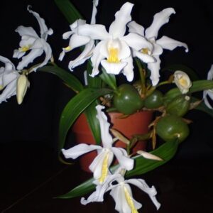 COELOGYNE CRISTATA ADULTA