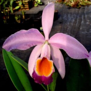 C. ELDORADO X DOWIANA MUDA 5 A 10 CM
