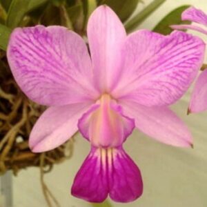 C. WALKERIANA COERULEA (GILDA MARIA X PATRICIA) ADULTA Copy Copy