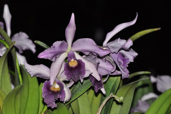 Canhamiana coerulea 1
