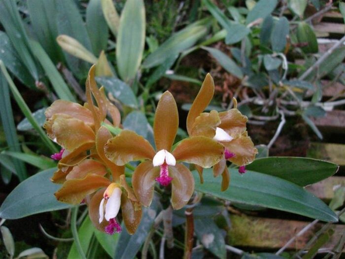 Cattleya porphyroglossa 1 1 3