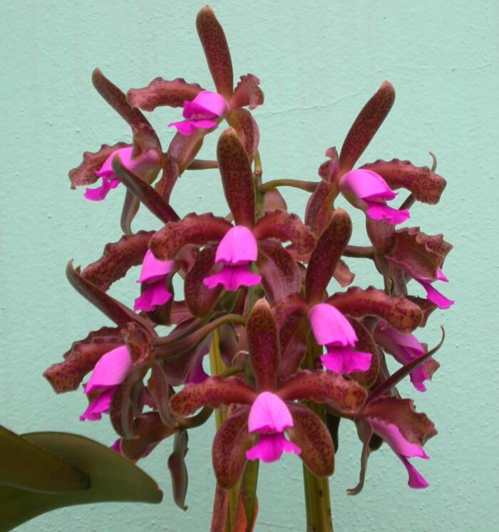 Cattleya tigrina 1